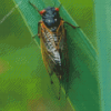 Insect Cicadas Diamond Painting