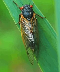 Insect Cicadas Diamond Painting