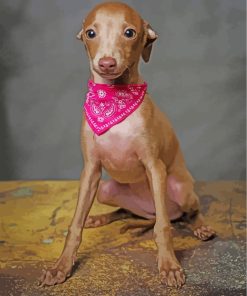 Little Italian Greyhound Diamond Painting