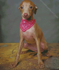 Little Italian Greyhound Diamond Painting