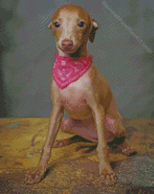 Little Italian Greyhound Diamond Painting