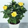 Yellow Austrian Briar Rose In White Pot Diamond painting