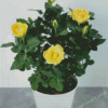 Yellow Austrian Briar Rose In White Pot Diamond painting