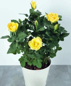 Yellow Austrian Briar Rose In White Pot Diamond painting