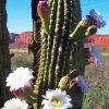 Echinopsis Terscheckii Diamond Painting