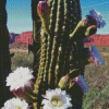 Echinopsis Terscheckii Diamond Painting