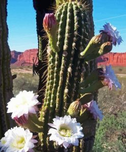 Echinopsis Terscheckii Diamond Painting