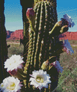 Echinopsis Terscheckii Diamond Painting