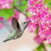 Hummingbird and Pink Flowers Diamond Painting