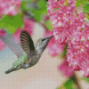 Hummingbird and Pink Flowers Diamond Painting