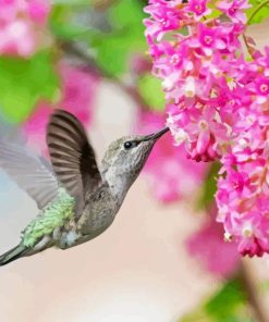 Hummingbird and Pink Flowers Diamond Painting