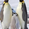 King Penguin Family Diamond Painting