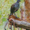 Lyrebird on Broken Branch Diamond Painting