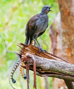 Lyrebird on Broken Branch Diamond Painting