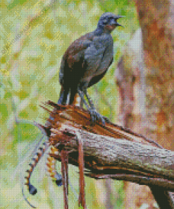 Lyrebird on Broken Branch Diamond Painting