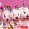 Pink Bunnies Diamond Painting