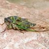 Green Cicadas Diamond Painting