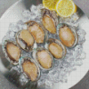 Abalone Dish Diamond Painting