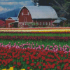 Barn in Tulip Field Diamond Painting