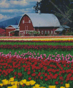 Barn in Tulip Field Diamond Painting