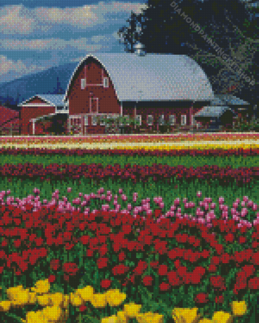 Barn in Tulip Field Diamond Painting