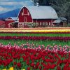 Barn in Tulip Field Diamond Painting