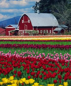 Barn in Tulip Field Diamond Painting