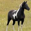 Black Pinto Horse Diamond Painting