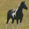 Black Pinto Horse Diamond Painting