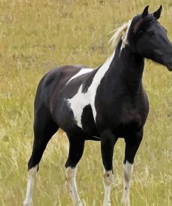 Black Pinto Horse Diamond Painting