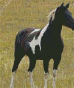 Black Pinto Horse Diamond Painting