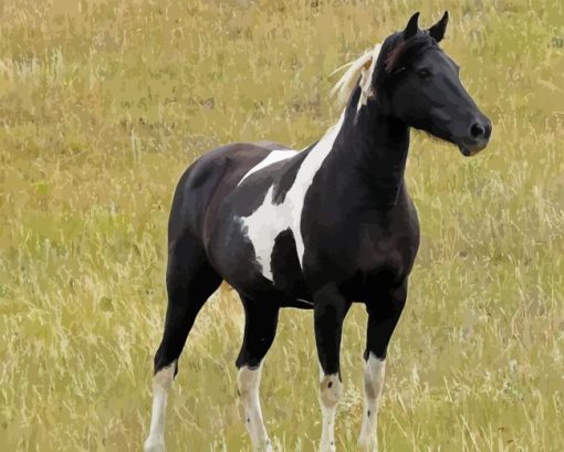 Black Pinto Horse Diamond Painting