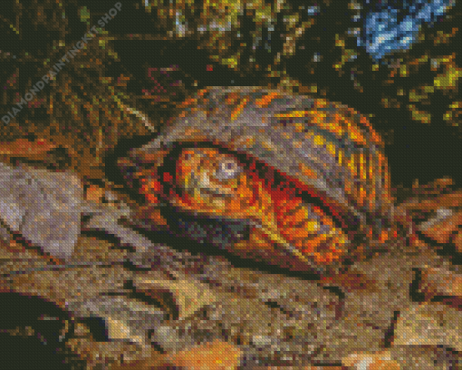 Box Turtles Diamond Painting