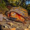 Box Turtles Diamond Painting