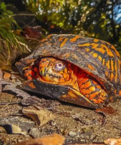 Box Turtles Diamond Painting