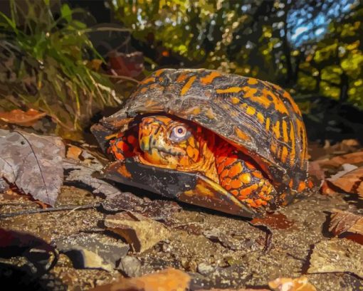 Box Turtles Diamond Painting