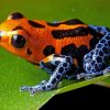 Dart Frogs Diamond Painting