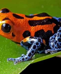 Dart Frogs Diamond Painting