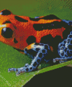 Dart Frogs Diamond Painting