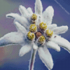 Edelweiss Flower Diamond Painting