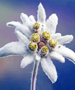 Edelweiss Flower Diamond Painting