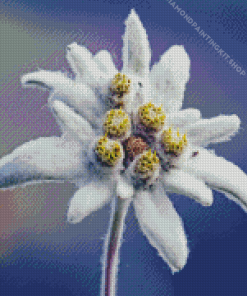 Edelweiss Flower Diamond Painting