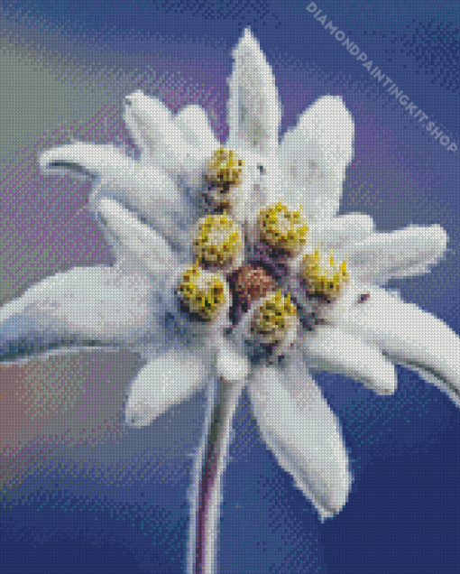 Edelweiss Flower Diamond Painting