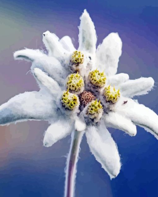 Edelweiss Flower Diamond Painting