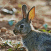 European Rabbit Diamond Painting