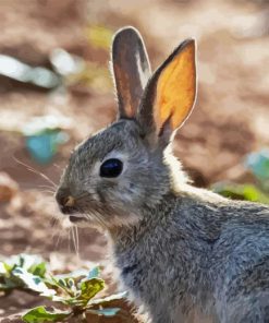 European Rabbit Diamond Painting