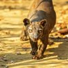 Fossa Animal Diamond Painting