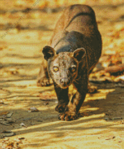 Fossa Animal Diamond Painting