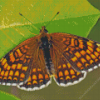 Fritillary Butterfly Diamond Painting