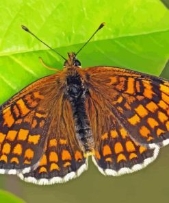 Fritillary Butterfly Diamond Painting